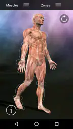 Muscle Trigger Point Anatomy 6