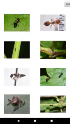 NPMA Field Guide PRO 5