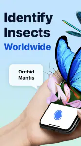 Picture Insect: Bug Identifier screenshot