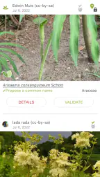 PlantNet Plant Identification 4