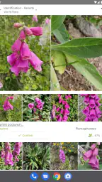 PlantNet Plant Identification 6