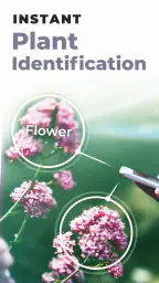 PlantSnap: plant identifier 8