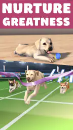 Pocket Paws: My lovely dogs 3