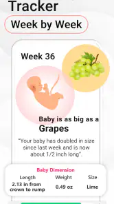 Pregnancy Calculator: Due Date screenshot