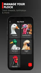 RUN-CHICKEN 6