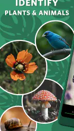 Seek by iNaturalist 1