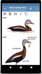 Sibley Birds 2nd Edition 3