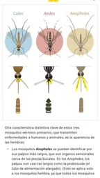 Mosquito Alert 3
