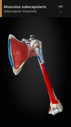 Anatomyka - Anatomía 3D 6