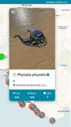 MedusApp 2