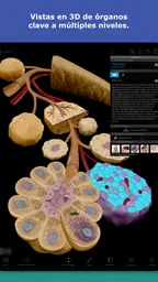 Atlas de anatomía humana 2026 7