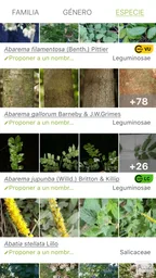 PlantNet Identifica Plantas 3