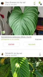 PlantNet Identifica Plantas 4