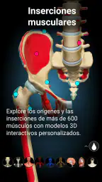 Anatomy Learning - Anatomía 3D 4