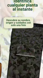 Broticola - Identifica plantas 2