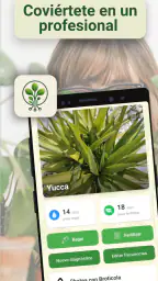 Broticola - Identifica plantas 5