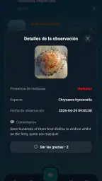 Meduseo 3