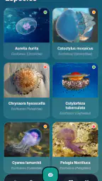 Meduseo 5
