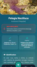 Meduseo 6
