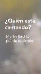Merlin Bird ID de Cornell Lab 1
