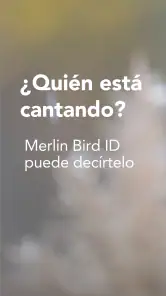 Merlin Bird ID de Cornell Lab screenshot