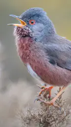 Merlin Bird ID de Cornell Lab 2