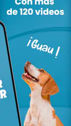 Mister Cooper – Dog Trainer 6