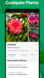PictureThis Identificar Planta 2