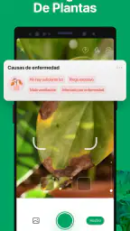 PictureThis Identificar Planta 4
