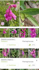 PlantNet Identifica Plantas screenshot