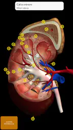 Anatomia - Atlante 3D 5