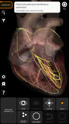 Anatomia - Atlante 3D 7