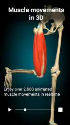Anatomy Learning - Anatomía 3D 2