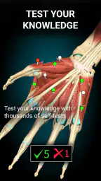 Anatomy Learning - Anatomía 3D 5