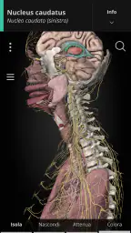 Anatomyka - Anatomia 3D 1