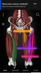 Anatomyka - Anatomia 3D 2