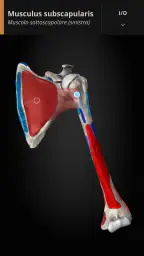 Anatomyka - Anatomia 3D 4