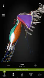 Anatomyka - Anatomia 3D 5
