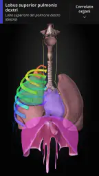Anatomyka - Anatomia 3D 7