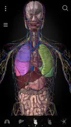 Anatomyka - Anatomia 3D 8