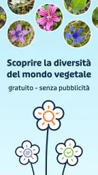 Flora Incognita 1