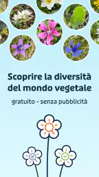 Flora Incognita 8