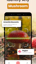 Funghi Riconoscimento Italiano 7