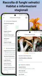 Identificatore di funghi 6
