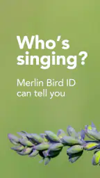 Merlin Bird ID by Cornell Lab 1