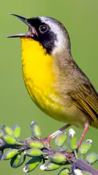Merlin Bird ID by Cornell Lab 2