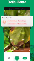PictureThis Identificar Planta 4