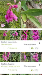 PlantNet Plant Identification 2