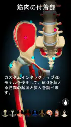 Anatomy Learning - 3D解剖学 4