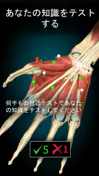 Anatomy Learning - 3D解剖学 5